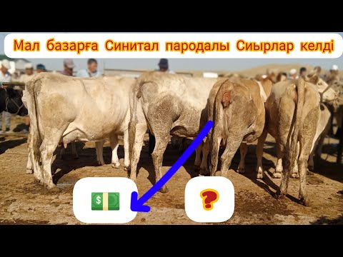 Видео: Сарыағаш мал базары Бұзаулысиыр, Тана, Бұқа, Бұзау бағасы?