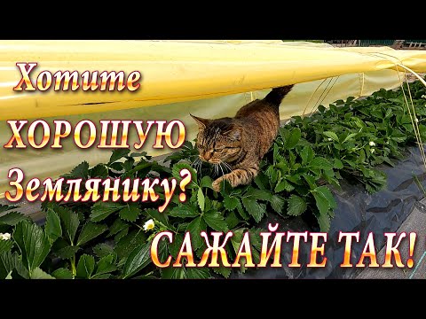 Видео: Хотите Хорошую Землянику? Посадите её именно так! #дача #земляника