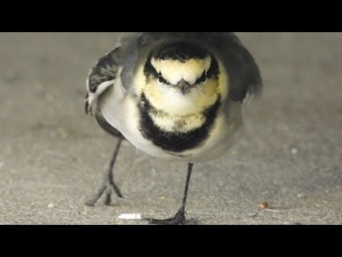 Видео: Цыканы поздней осенью — бесконечная борьба за территорию