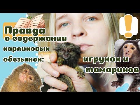 Видео: 20 фактов про Мелких Обезьян ДОМА