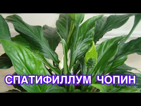 Видео: ӘЙЕЛ БАҚЫТЫ гүлімді құтқарайық🤫СПАТИФИЛЛЮМ ЧОПИН#күтім жасау