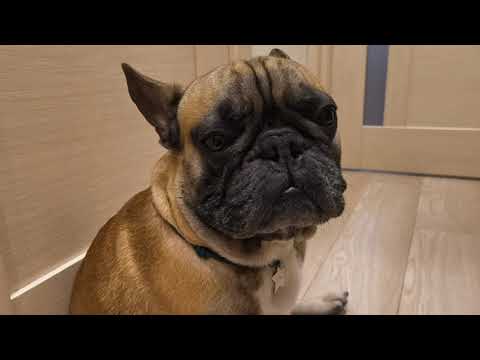 Видео: Когда ты младший в семье #французскийбульдог #собака #собакаприколы #бульдоги #frenchbulldog #dogs 