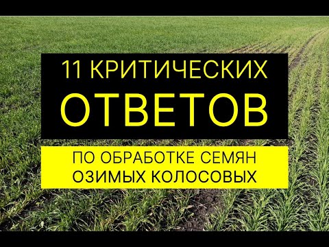 Видео: ЧТО ВЫ ДОЛЖНЫ ЗНАТЬ ПРО ОБРАБОТКУ СЕМЯН ОЗИМЫХ КОЛОСОВЫХ?