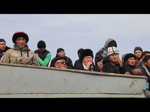 Видео: Төөлөс аймагы берген аламан улак
