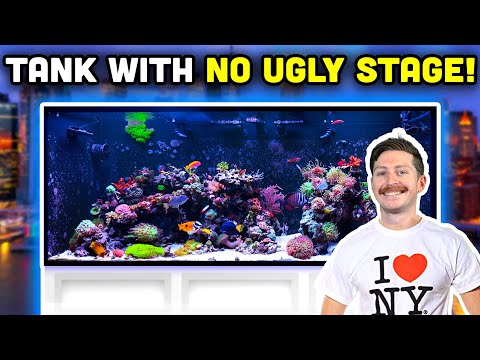 Видео: БЕЗУПРЕЧНЫЙ 250-галлонный смешанный рифовый аквариум! Мужская пещера, превращенная в рыбную комнату!