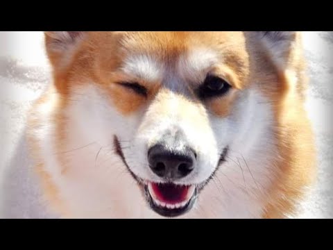 Видео: Кастрация и стерилизация, быть или не быть?