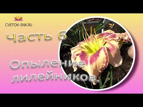 Видео: Опыление лилейников. Часть 6 / Сад Ворошиловой