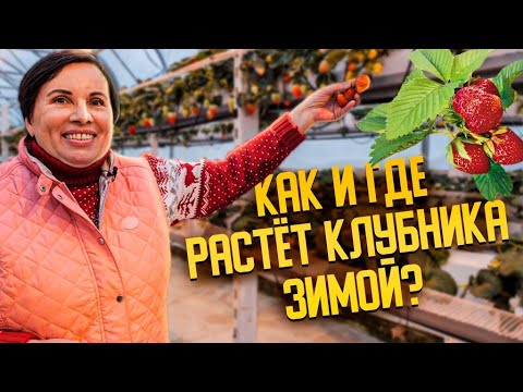 Видео: Как и где растёт клубника зимой?