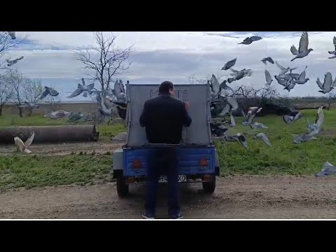 Видео: ПОЧТОВЫЕ ГОЛУБИ. ПЕРВАЯ ТРЕНИРОВКА 15.4.2025.