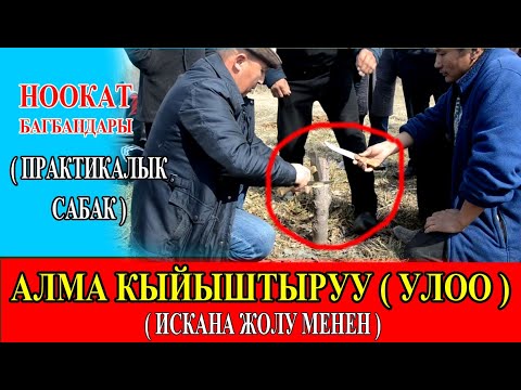 Видео: АЛМА УЛОО ( КЫЙЫШТЫРУУ ) ИСКАНА ЖОЛУ МЕНЕН - НООКАТ БАГБАНДАРЫ ( ПРАКТИКАЛЫК САБАК )