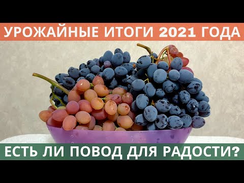 Видео: Урожайные итоги 2021 года - в этом сезоне собрал рекордный урожай винограда!