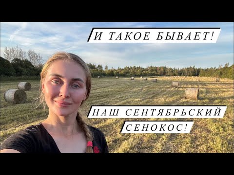 Видео: Пополнение у катумских овец ! + 1 теленок Герефорд! Работа в полях продолжается! Сену быть!