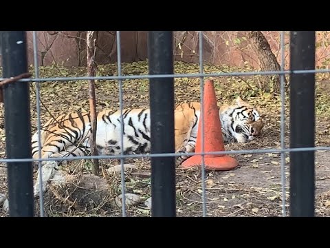 Видео: Экскурсия по Воронежскому зоопарку
