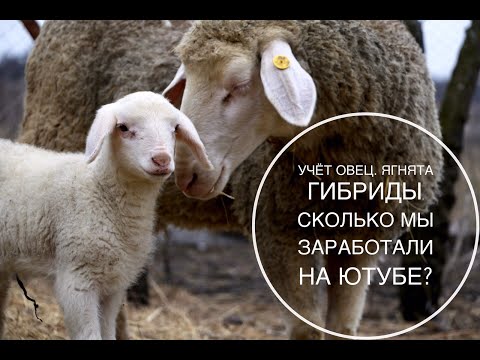 Видео: ЯГНЯТА ГИБРИДЫ. Учет овец. Сколько мы заработали на ютубе???