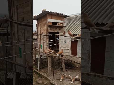 Видео: 31 января 2025 г.