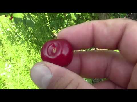 Видео: ПОСПЕЛА ЧЕРЕШНЯ / НАСТУПИЛО ЛЕТО / ОБЗОР ОГОРОДНОЙ ПОСТРОЙКИ ПОД КЛЮЧ