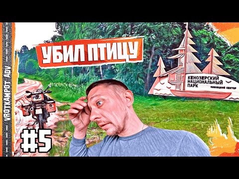 Видео: ПТИЦА В МОТОЦИКЛЕ! Неожиданный пассажир в мотопутешествии по Русскому Северу