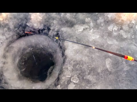 Видео: ЭТИ РЫБЫ РВУТ ЛЕСКИ И РАЗГИБАЮТ КРЮЧКИ! БЕЗМОТЫЛКА КРУПНЫЙ ОКУНЬ