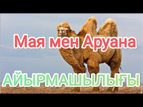 Видео: Аруана мен Мая түйенің айырмашылығы.  Бұзық бура😱😱.  Қос өркешті,  қоспақ түйелер