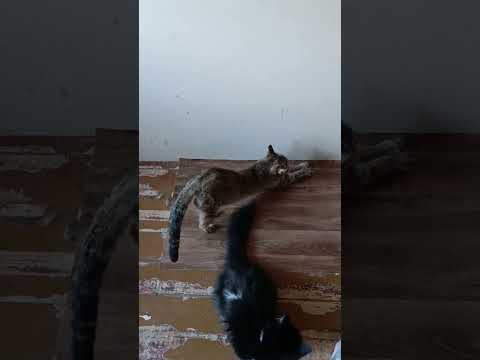 Видео: ПОЖЕЛАЙТЕ НАМ УДАЧИ🙏🙏🙏