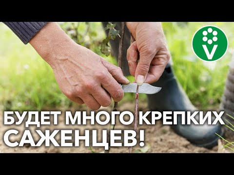 Видео: ЭТО ДОЛЖЕН ЗНАТЬ КАЖДЫЙ САДОВОД! Окулировка яблони – ВЕСЬ ПРОЦЕСС от А до Я.