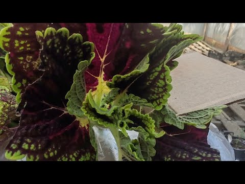 Видео: получили черенки колеуса