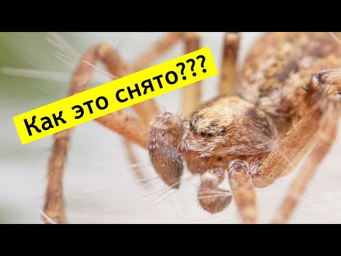 Видео: КАК СНИМАЮТ МАКРОФОТОГРАФИИ?