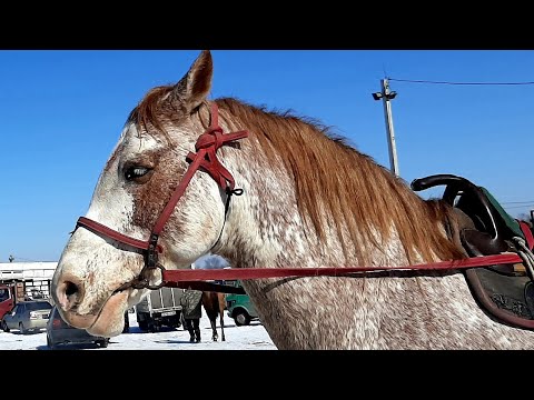 Видео: Малбазар ғылымы Қандай?? 🔥🔥 Узынагаш Алматы 20.02.22