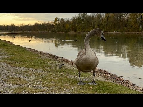 Видео: Бавария Livestream: озеро, лебеди, весь город тут 🤩| Люди купаются!