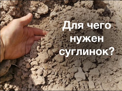 Видео: Как правильно вырастить хурму!