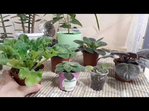Видео: Проблемы Фиалок Зимой! Почему гниют листья?