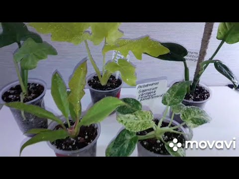 Видео: КОМНАТНЫЕ РАСТЕНИЯ(ЦВЕТЫ)ПЕРЕСАДКА ФИЛОДЕНДРОНОВ.