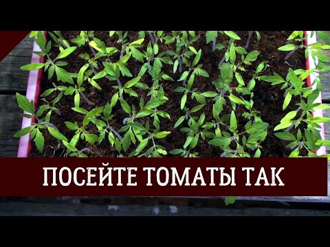 Видео: Посев семян томатов на рассаду. Мой проверенный способ