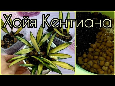 Видео: Хойя Кентиана🌱Сбросила корни🤷‍♀️Не беда! Омолодим+будут новые растения🌱Подбор грунта🌱Размножение🌱