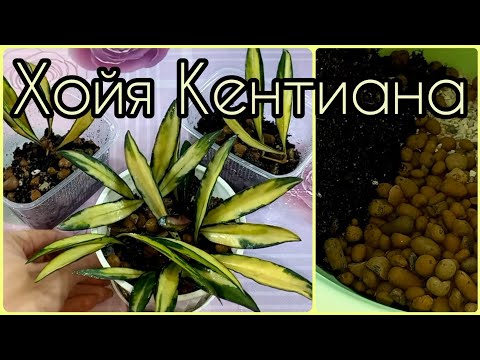 Видео: Хойя Кентиана🌱Сбросила корни🤷‍♀️Не беда! Омолодим+будут новые растения🌱Подбор грунта🌱Размножение🌱