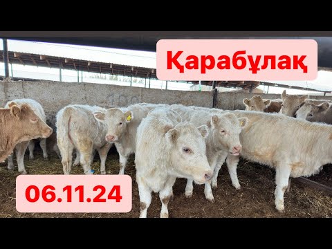 Видео: Сиыр. Бұзау. Бұқа  06.11.24 Қарабұлақ