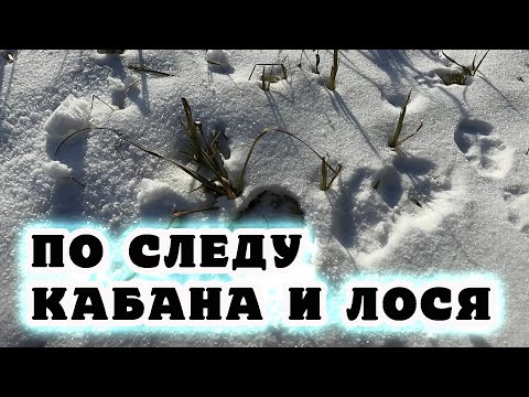 Видео: Волэнд Чук впервые самостоятельно в лесу  По следу кабана.