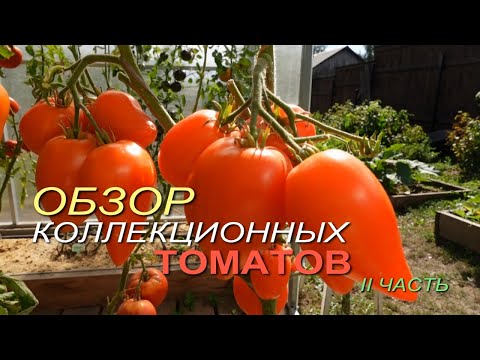 Видео: Обзор КОЛЛЕКЦИОННЫХ ТОМАТОВ. II ЧАСТЬ.