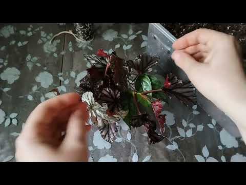 Видео: Цветочные заботы. Новые бегонии Кейн.