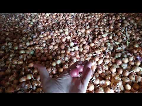 Видео: Цибуля сівок (Сіянка) вирощування  #1 Лук севок