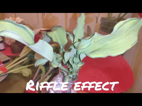 Видео: Пополнение моей коллекции хост 2021, распаковка посылки...