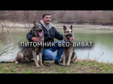 Видео: ВЕО - интервью с заводчиком! Середкин В.Э.