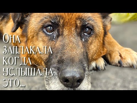 Видео: 💔 Овчарку списали со службы под усыпление / она заплакала когда все поняла / help save the dog
