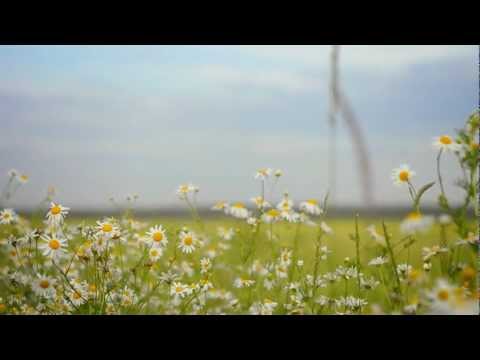 Видео: Mamruk Band - Ты в моём сердце