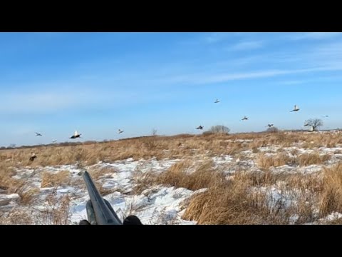 Видео: охота на фазана 2022 в #Амурской#области#нашли фазанью ферму.