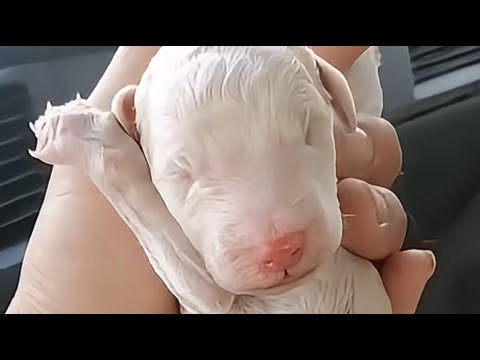Видео: Брошенный при рождении из-за врожденной инвалидности на трех ногах.