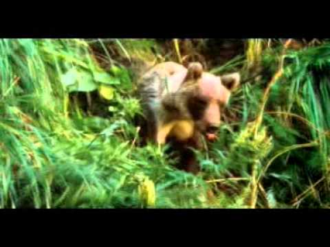 Видео: Курильская земля.