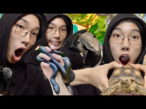 Видео: Таясун могой, гүрвэл, мэлхий тэжээв.