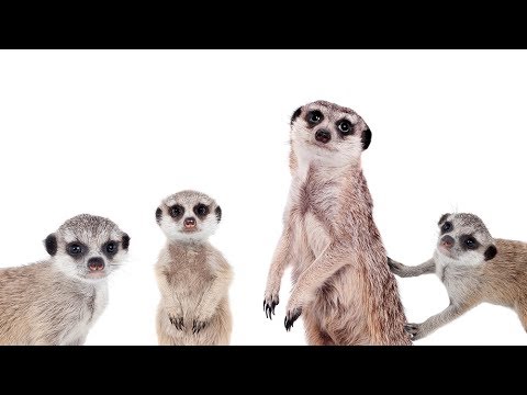 Видео: Сурикат: хотеть иль не хотеть? Meerkat how to live with?