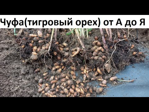 Видео: Чуфа от А до Я в природном земледелии.